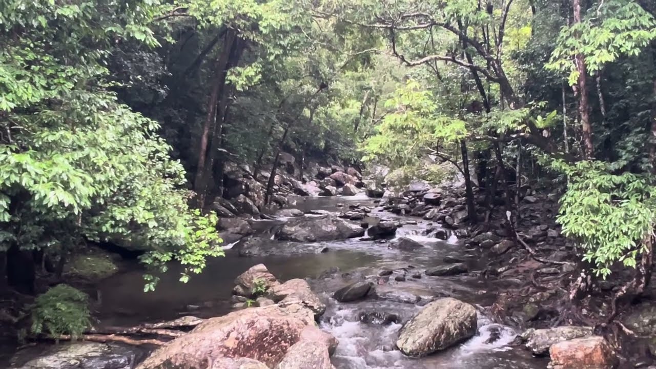 Stoney Creek rainforest walk near Cairns 