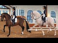 New dressage dutch warmblood horses in star stable