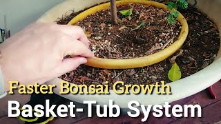 Half Repotting my Lemon Training Bonsai | Using Tub system for fast growth