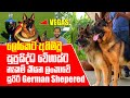 ලෝකෙට අහිමිවූ සුප්‍රසිද්ධ වේගාස්ට නෑකම් කියන ලංකාවේ සුපිරි German Shepered | Pet Talk