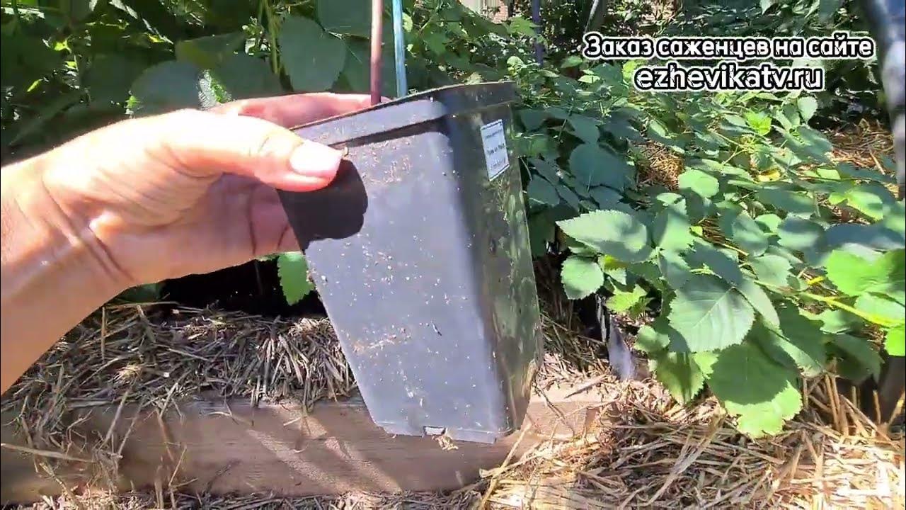 Саженцы на летней площадке - YouTube