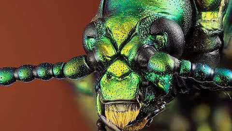 Which Beetles Are Flying To the Light? Do You Know These Beetles?