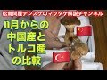 11月～中国産松茸からトルコ産へのシフト20191105