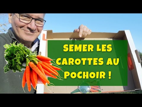 Vidéo: Les carottes doivent-elles être épluchées ?