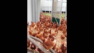 Chicken invasion!