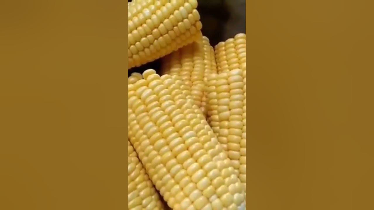 boiled-sweet-corn-satisfying-sweet-viral-sweetcorn-snack