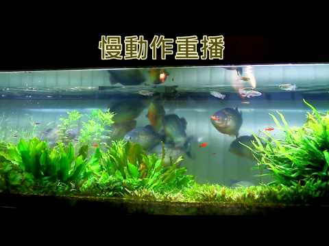 食人魚餵魚秀