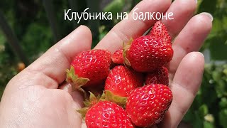 Клубника на балконе в конце августа 🍓 Каждый день снимаем ягоды 🍓Вологодская область