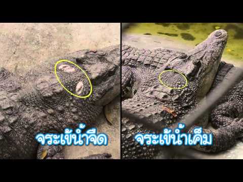 [Clip] Animals speak : จระเข้น้ำเค็ม จระเข้น้ำจืด ต่างกันอย่างไร