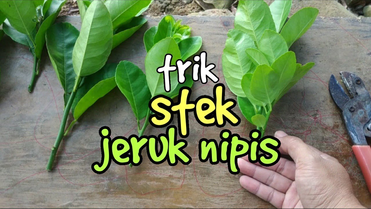cara stek jeruk nipis di media tanah begitu mudah setelah tahu syaratnya