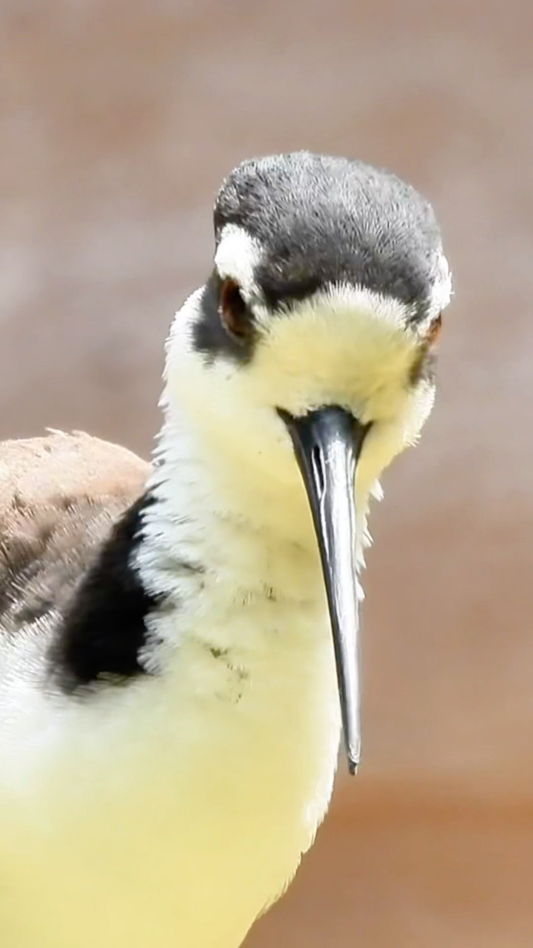 Inspiring Black-Winged Stilt Bird