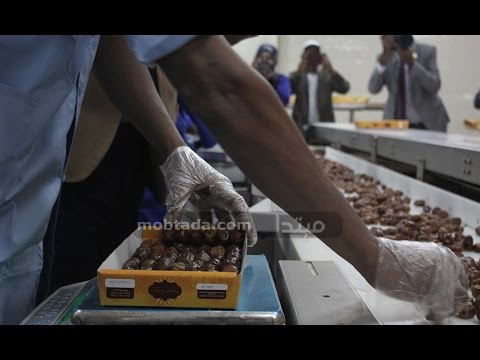 صناعة التمور فى واحة سيوة