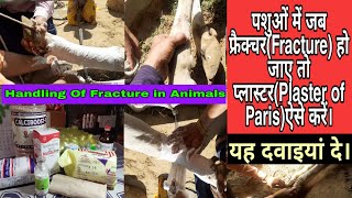 जब फ्रैक्चर(Fracture)हो जाए तो पशुओं में प्लास्टर कैसे करें? Plaster Of Paris in Animals, Medicine
