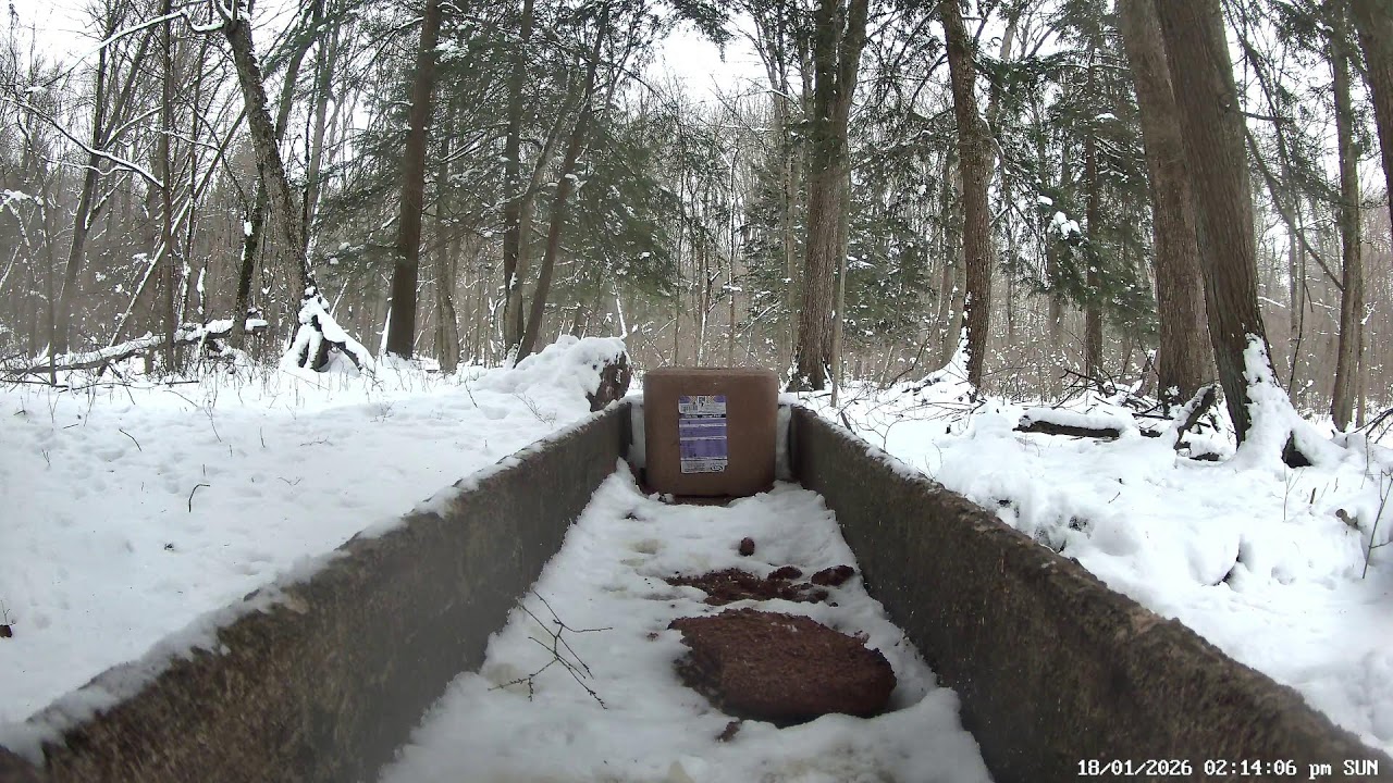 REPLAY - Fernwood Hills | Hemlock Grove Cam - 2026-01-18 AM