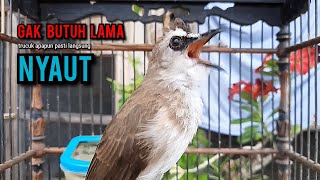 Download Lagu trucukan gacor TARUNG ROPEL PANJANG pancingan trucukan agar bunyi jadikan burung trucuk gacor EMOSI MP3 Download Lagu trucukan gacor TARUNG ROPEL PANJANG pancingan trucukan agar bunyi jadikan burung trucuk gacor EMOSI MP3