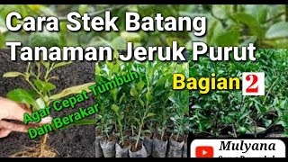 Stek Batang Jeruk Purut Bagian 2 hasil Setelah 2 Minggu