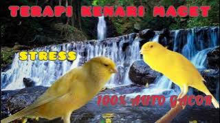 SUARA TERAPI BURUNG KENARI BIAR CEPAT NGEROLL NGEPLONG AUTO NGERESPON | canary Birds singing