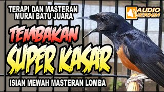 MURAI BATU TEMBAKAN SUPER KASAR | masteran dan pancingan | shama bird fighter and long singing