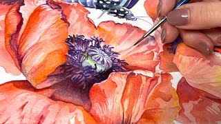 Watercolor Poppy ❤️ From Study to Final Painting