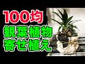 画像をダウンロード ダイソー 観葉 植物 寄せ 植え 310747