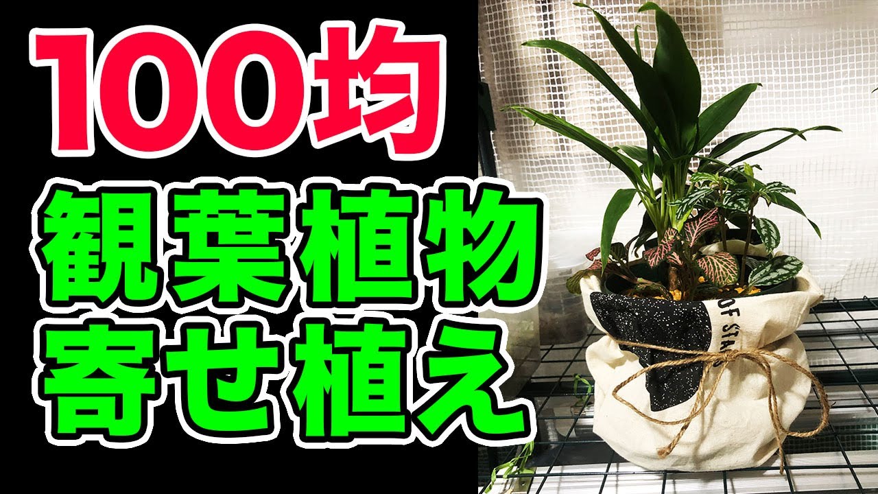 寄せ植え 100均の観葉植物を使って寄せ植えを作ってみました ドラセナ Youtube