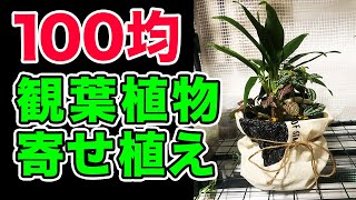 寄せ植え 100均の観葉植物を使って寄せ植えを作ってみました ドラセナ Youtube