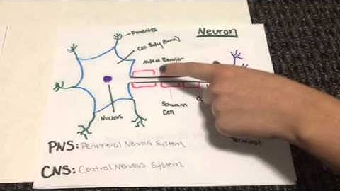Propagation of an action potential down an axon
