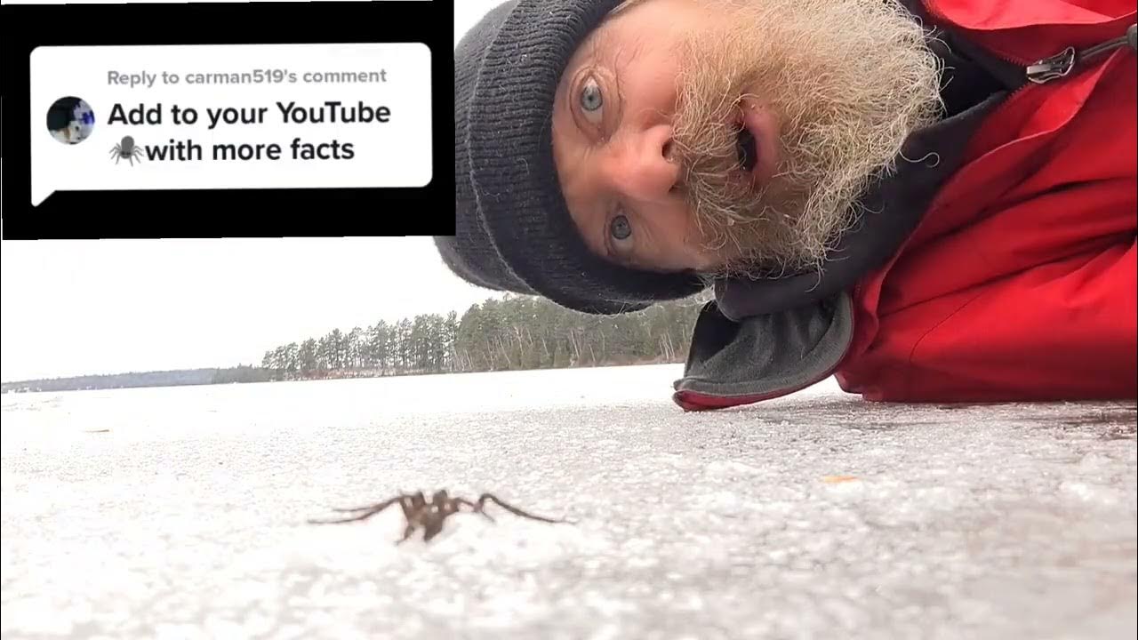 the Canadian dock spider also known as fishing spider YouTube