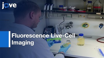 Fluorescence Live-Cell Imaging: Cell Cycle Of Myxococcus xanthus