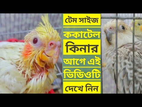 ভিডিও: কিভাবে একটি ক্যানারি খাওয়ানো