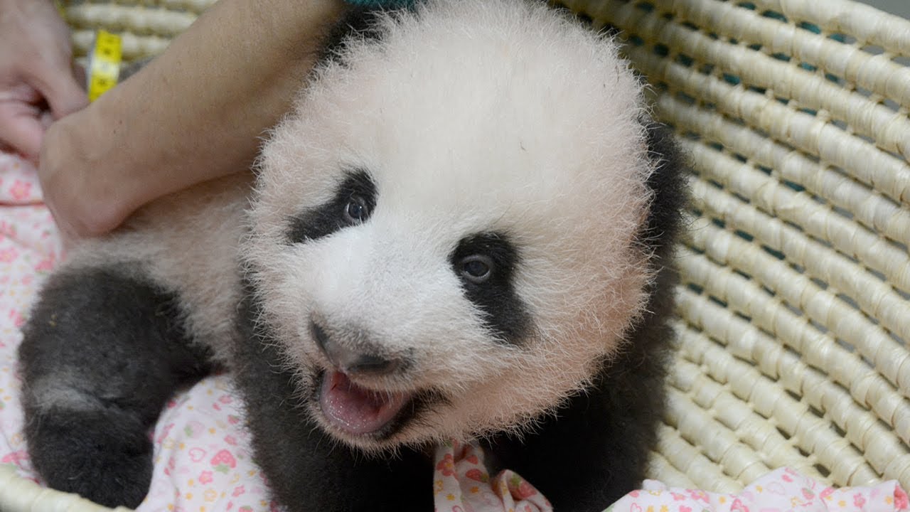 上野動物園の赤ちゃんパンダ 体重4 5キロに Oricon News