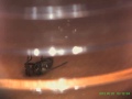 Rest In Peace my little bug friend (Y_B)