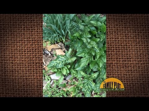 วีดีโอ: ตระกูล Arum Plant - พืช Arum ชนิดต่างๆ คืออะไร