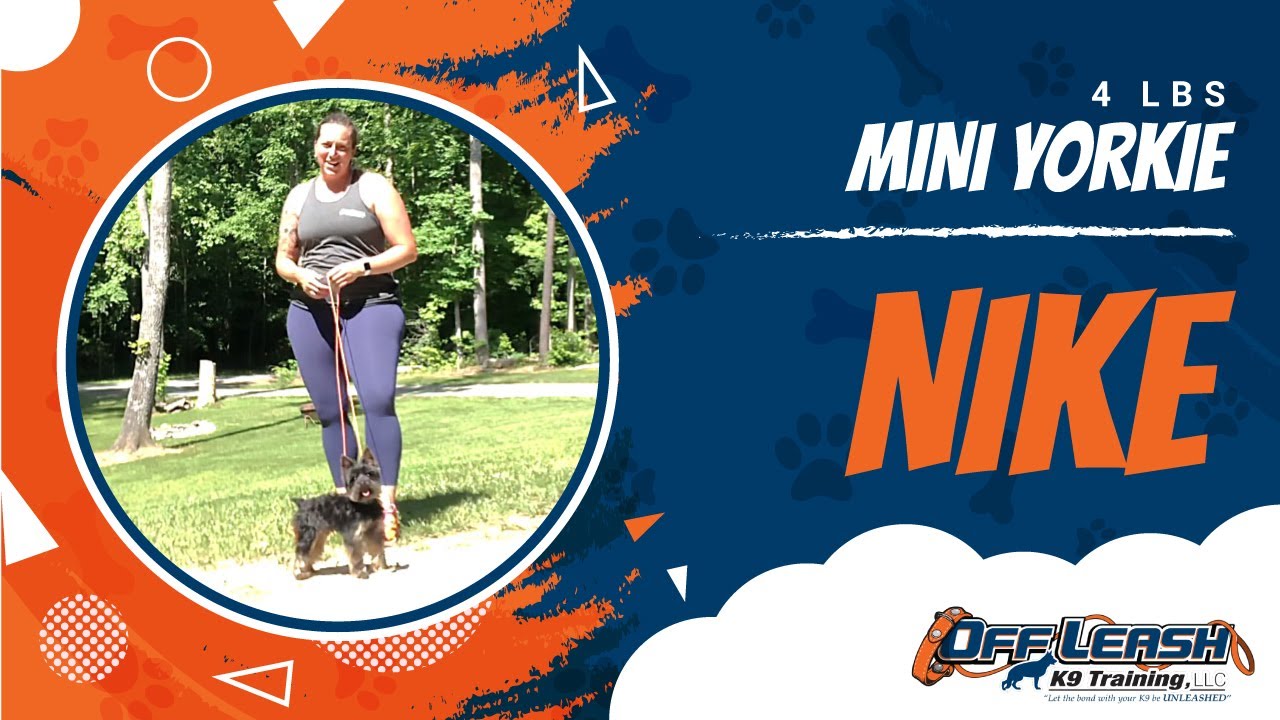 Nike | Mini Yorkie | Little Dog Trainer | NOVA | Obedience Training