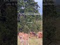 Wonderful Lions Of Lemek Conservancy Kini Seenka Along With The Lioness And Cubs On A Rainy Day 