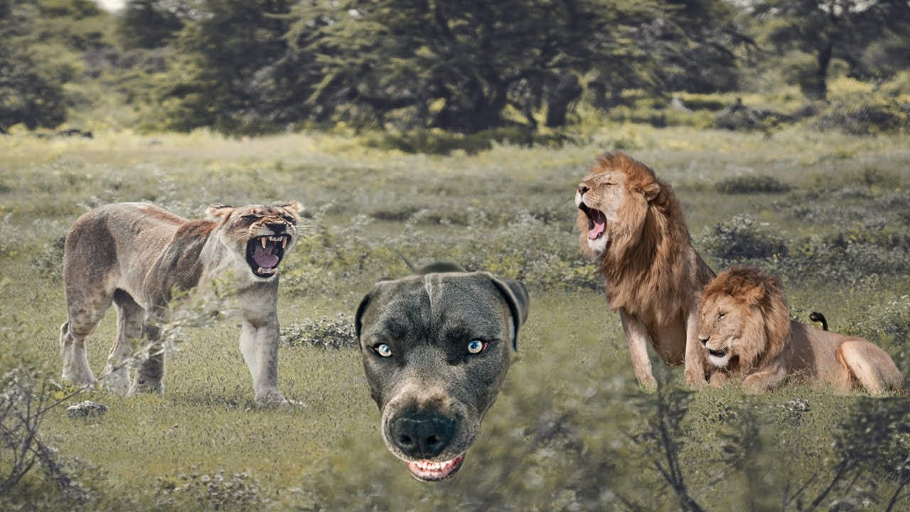 Angry and Funny Animal moment in the world। Cat and Dog funny videos ...