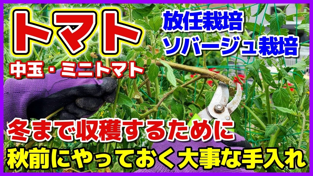トマトを冬まで収穫する為の秋前にやる大事な手入れ 春から冬まで栽培 放任栽培 ソバージュ栽培 中玉トマト ミニトマト 剪定 追肥 家庭菜園 貸し農園 Youtube トマトを冬まで収穫する為の秋前にやる大事な手入れ 春から冬まで栽培 放任栽培 ソバージュ栽培 中玉トマト ミニトマト 剪定 追肥 家庭菜園 貸し農園 Youtube