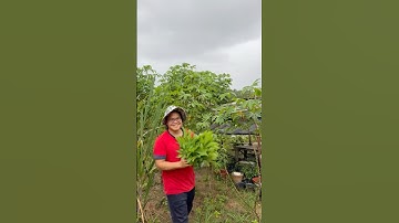 Freshpick cassava leaves