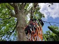 Huge Old Oak Tree Crane Prep - Arborist Rigging - Part 1 of 4