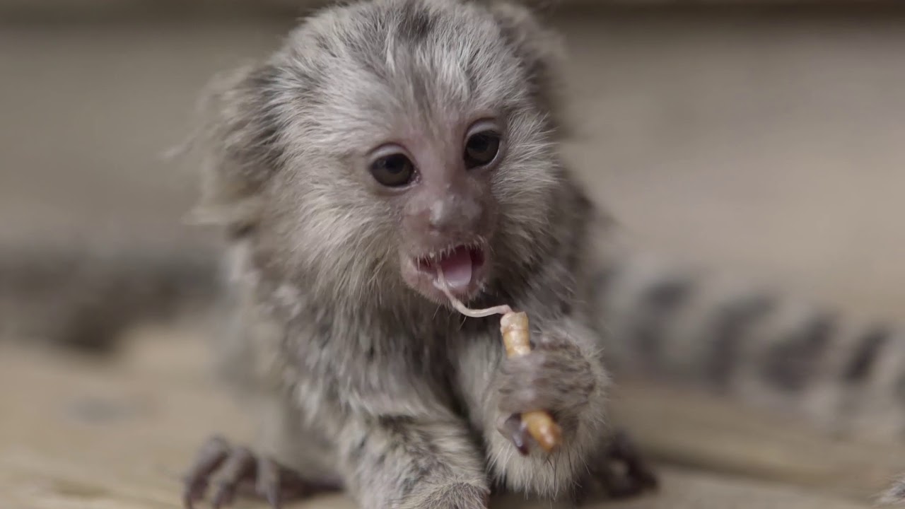 Imutnya 7 Potret Pygmy Marmoset