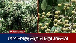 গোপালগঞ্জে লংগান চাষে সফলতা; বাণিজ্যিক ভাবে চাষের উদ্যোগ | longan culti