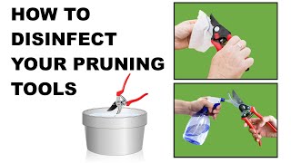 How to Disinfect/Sanitize/Sterilize Your Pruning (Gardening) Tools To Prevent Spread of Disease