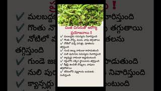 Eat Tamarind Leaves Daily &amp; See AMAZING Health Benefits!  | Natural Medicine You Must Try