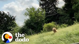 Dog Waits On Side Of Road To Be Rescued | The Dodo