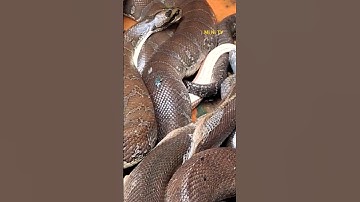 rắn ri cá siêu to