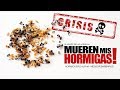 MUEREN MIS HORMIGAS ! - ¿ POR QUÉ ? - Alpha Messor Barbarus