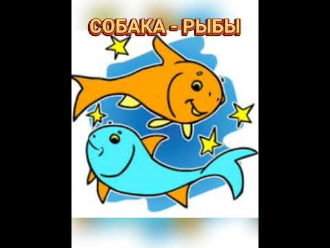 🐾🤩🪐 СОБАЧИЙ ГОРОСКОП: Собака - рыбы (юмор)