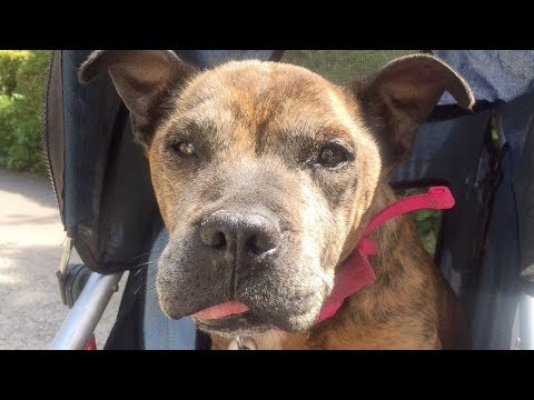 In their last days, dogs are showered with love at this hospice