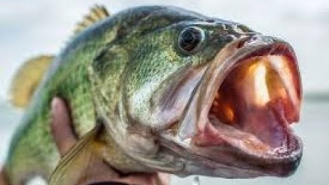 Try Hack Me : Phishing Emails 1