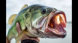 Try Hack Me : Phishing Emails 1
